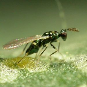 Diglyphus isaea